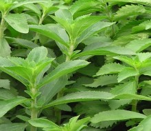 Nueva variedad de estevia en Misiones