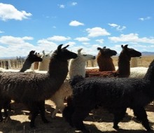 El desafío de incorporar "carnes no tradicionales"