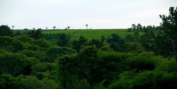 Misiones: la tierra del té