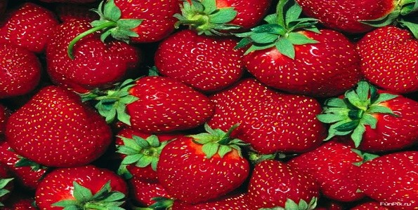 Cultivo de frutilla: convocatoria a productores y técnicos