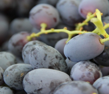 Uvas de Mendoza y San Juan, delicias de exportación