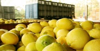 Elaboran miel de azahar de limón agricultores tucumanos
