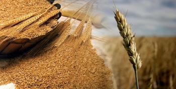 Argentina recupera posiciones en la exportación de trigo